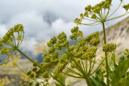 GranSasso_DSC_0466.jpg