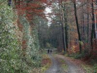 06_Waldweg bei Stockum.jpg