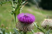 Stachelblume mit lila Bluete.jpg