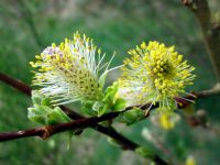 Frühling in der Eifel