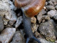 4978_dunkle Schnecke.jpg