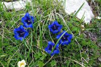blaue Blumen am Triglav.jpg