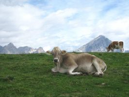 glueckliche Kuh auf saftiggruener Weide.jpg