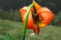 orangene Blume mit Ameise im Aufstieg.jpg