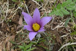 Blume im Seidenbachtal (Eifel)