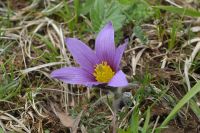 Blume im Seidenbachtal (Eifel)