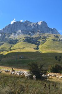 Schafe am Gran Sasso bei Prati di Tivo