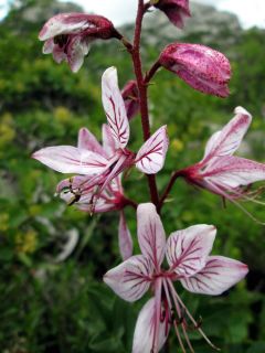 Blume im Velebit