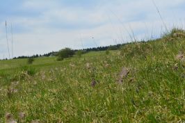 Blumenwiese im Seidenbachtal (Eifel)