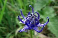blaue Blume Triglav.jpg
