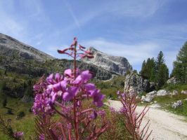 05_Monte Averau mit Blumen.JPG