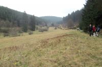 Narzissenwiese im Jansbachtal