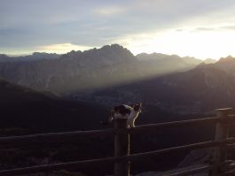Die Huettenkatze am Rifugio Nuvolau.jpg