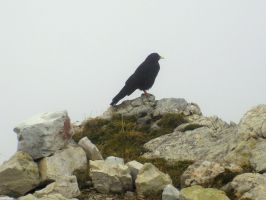 Vogel am Rifugio Lagazuoi.jpg