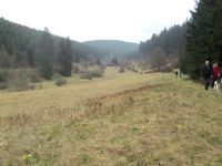 Narzissenwiese im Jansbachtal