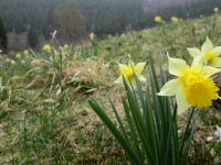 Narzissen in der Eifel