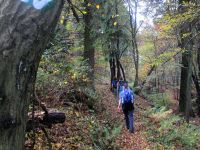 Wiedweg im Herbst.JPG