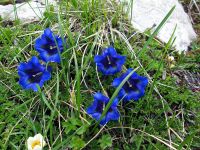 blaue Blumen am Triglav.jpg