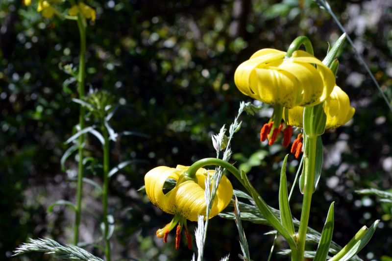 Blumen im Vall de Freser