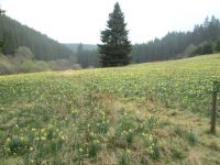 Narzissenwiese im Deutsch-Belgischen Naturpark