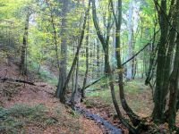 Herbstwald an der Sieg.jpg