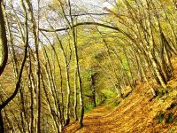 Herbstwald an der Wied