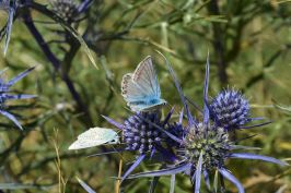 Schmetterling aud Distel