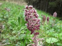 Blume im Platissbachtal