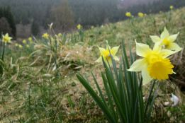 Narzissen im Oleftal