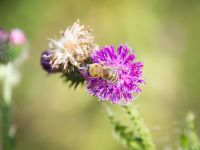 Blüte mit Biene