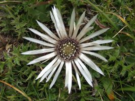 Silberdistel (Carlina acaulis)l.jpg