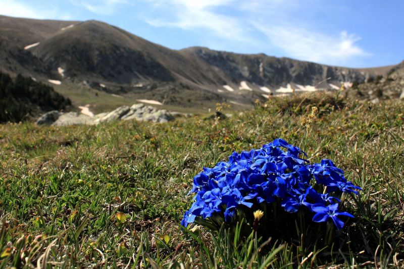 Bluemchen im oberen Vall du Bacivers