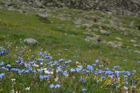 Blumen im Vall de Freser