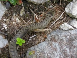 21_Natter sucht ein Versteck zwischen den Steinen.jpg