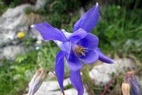5006225_herrliche blaue Blume.jpg