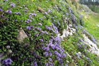 Bluetenteppich beim Aufstieg zum Triglav.jpg