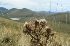 Distel und See