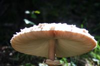 Pilz im Val de Bois.jpg