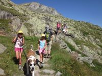 1260497_Bernhardiner-Hunde im Einsatz.jpg