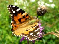6898_Schmetterling im Gebiet der Plitvicer Seen.jpg
