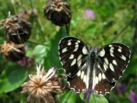 6904_Schmetterling im Gebiet der Plitvicer Seen.jpg
