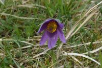 Blume im Seidenbachtal (Eifel)