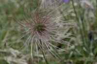 Blume im Seidenbachtal (Eifel)