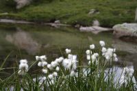 Wollgras auf dem Peguera-Hochplateau