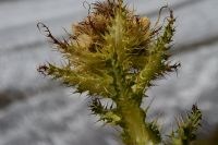 Aletschtour 2014 - Blume am Aletschgletscher