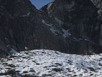 2453379_Gemse vor Gross Windgaellen [3187m].jpg