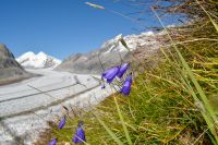 Aletschgletscher-LilaBlumen_2014-09_DSC_0153.jpg