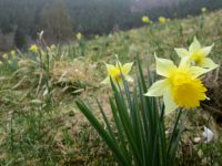 Narzissen in der Eifel