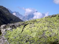 6482404_Fels mit Flechten am Maighelspass.jpg