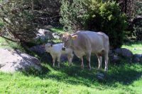 0650_Abstieg durch Vall de Freser.jpg